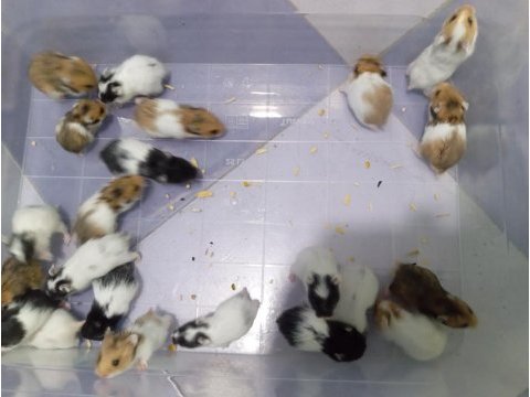 Yavru hamsterlar