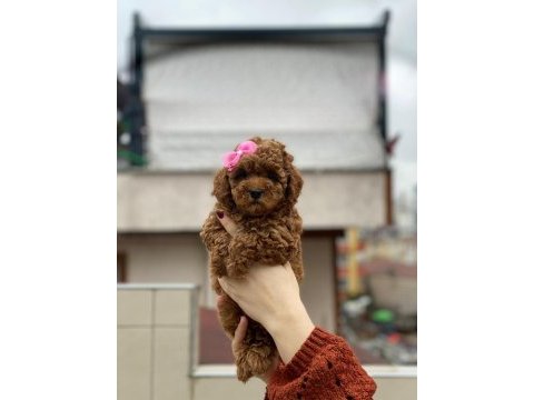 Muhteşem poodle güzellikteki bebekler sizin olsun mu