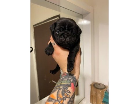 Pug yavrular