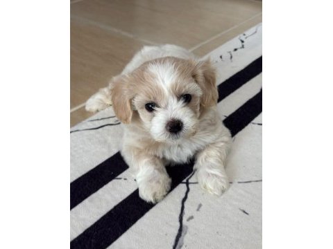 0 boy köpeklerimiz yeni ailelerine gitmeye hazır