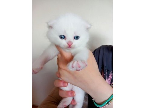 45 günlük british shorthair yavrular