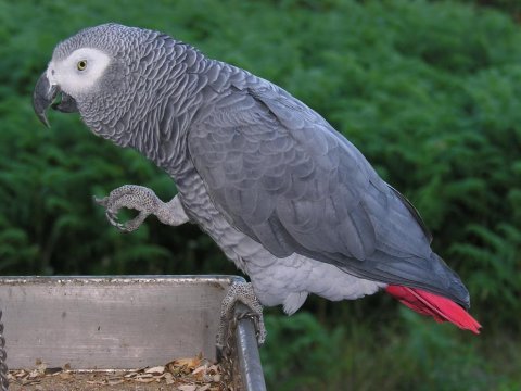11 yaşında evcil jako papağanı