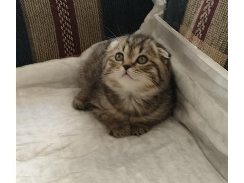 Saf ırk scottish fold golden cat