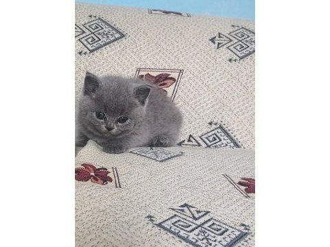 Oyuncu uysal yumak kedimiz yeni yuvasını arıyor