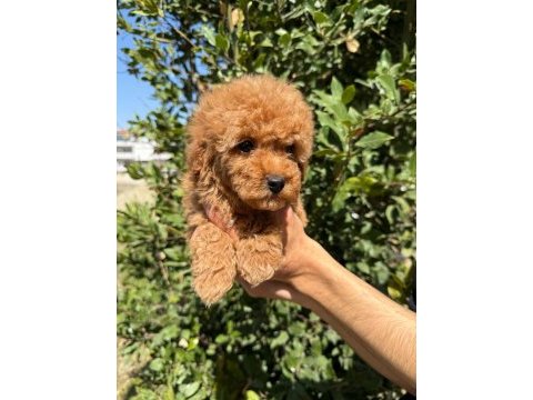 Show kalite sağlık garantili poodle yavrularım