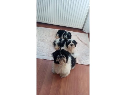 A kalite şecereli shih tzu yavruları