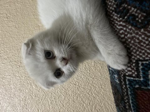British longhair yavrum yeni yuvasını arıyor