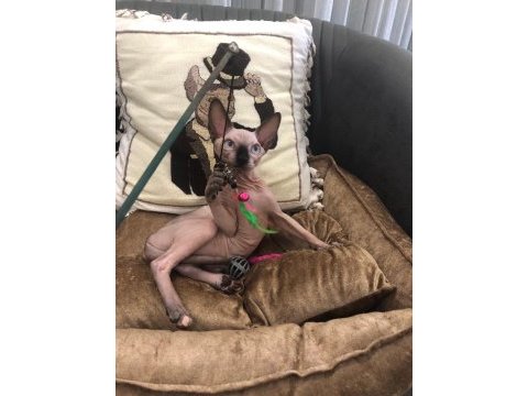 Sphynx sfenks tüysüz dişi erkek yavruları