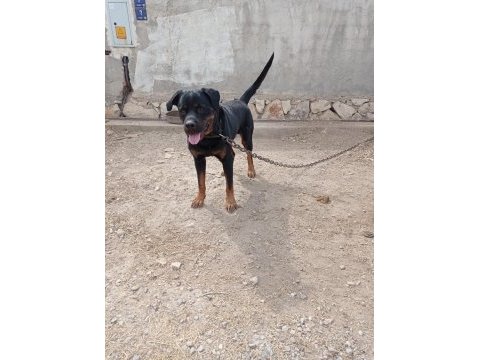 2 yaşında damızlık rottweiler