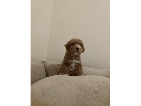 Kıvırcık dişi maltipoo bebek