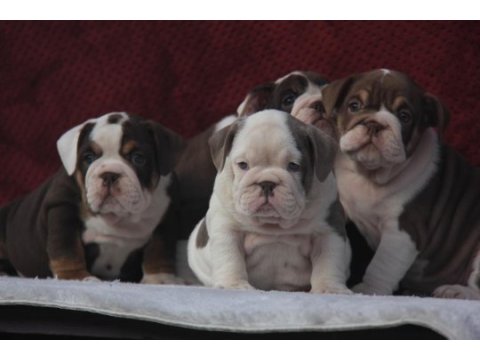 Çikolata ingiliz bulldog yavrular