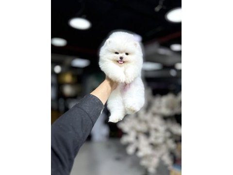 Türkiyenin en iyi üretim çiftliğinden pomeranian