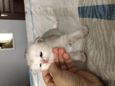 Kendi kedimin british longhair yavruları