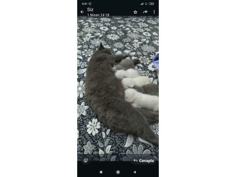 Anaç british shorthair kedimiz