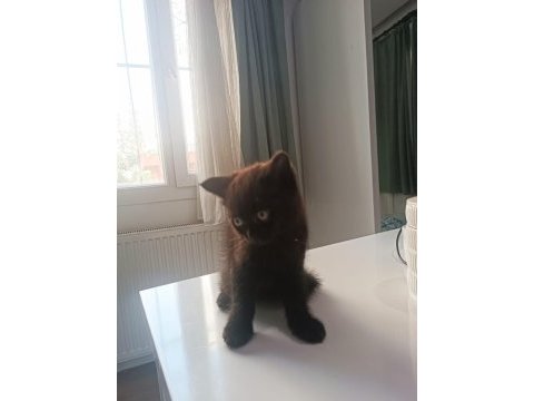 British shorthair yavrumuz yeni sahibini bekliyor.