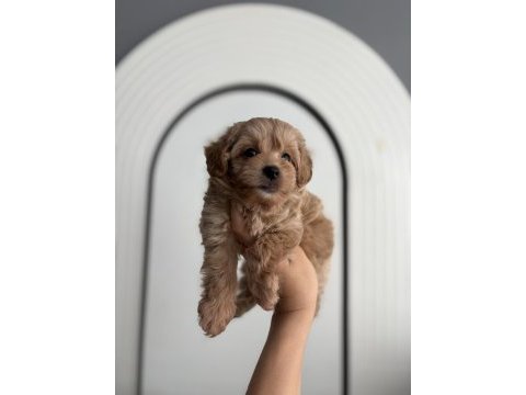 Maltipoo bebişler