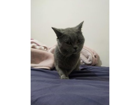 Erkek british shorthair kısırlaştırılmadı 1 yaşında