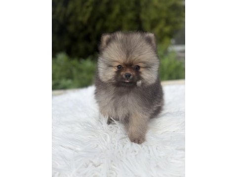 Pomeranian boo ayı surat