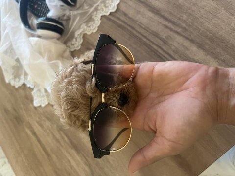 Orjinal kore maltipoo