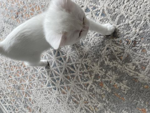 2.5 aylık dişi british shorthair