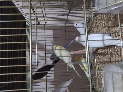 Yeni yeme düşmüş konuşturmalık muhabbet kuşu yavrular