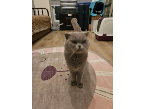 Scottish fold kedimizi sahiplendiriyoruz