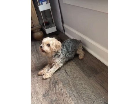 Mama karşılığı köpeğimizi sahiplendirme
