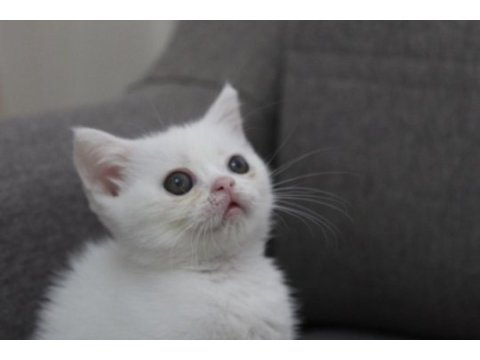 Safkan british shorthair minnak
