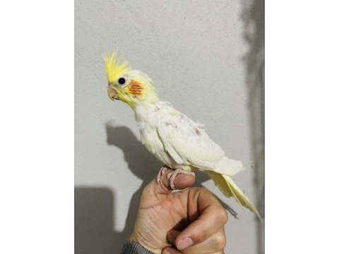 Lutino yavru sultan papağanı