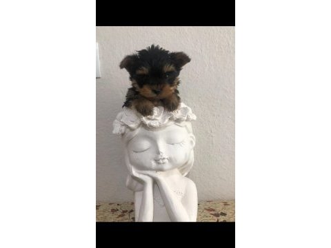 Safkan 0 numara yorkshire terrier bebekler