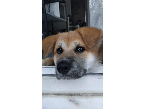 Akita inu 108 günlük