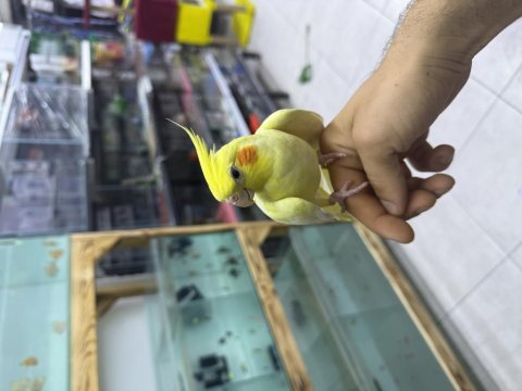 Lutino sultan papağanı evcil ele alışkın