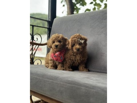 Toy poodle yavruları