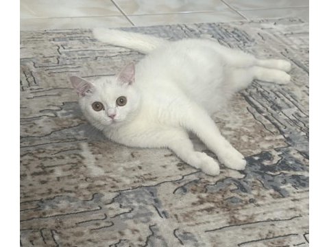 2 yaşında dişi british shorthair