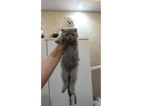 Scottish fold yavru kedimiz