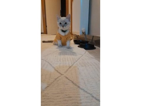 Dişi ve erkek iki british shorthair yavru sahibini bekliyor