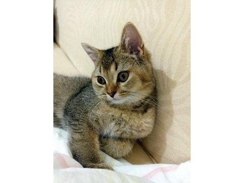 British shorthair 4 aylık