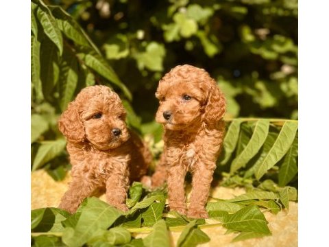 Harika güzellikte toy poodle yavrular