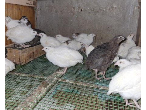 Jumbo japon ve çin bıldırcınları