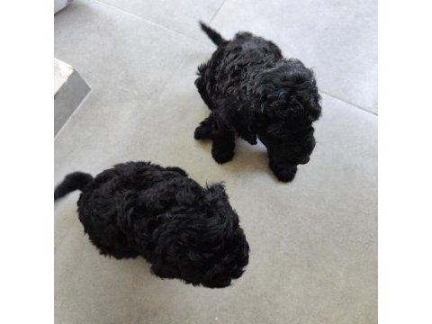 Siyah poodle anne ve yavruları