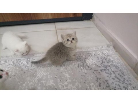 British shorthair bebekler