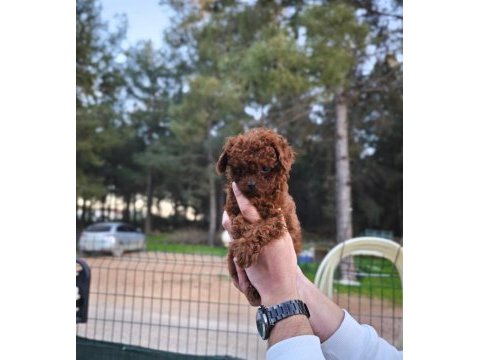 Toy poodle çiftliğimize sizleri bekliyoruz