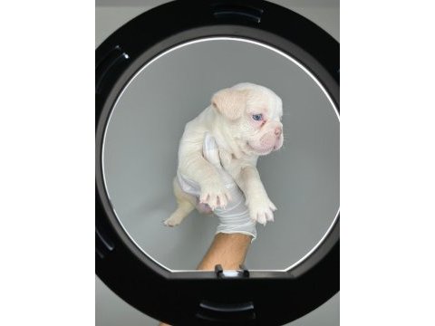 Türkiyenin en iyi french bulldog yavrularından