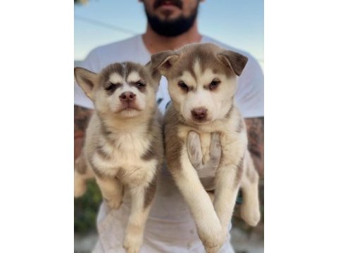 Husky kızıl ve siyah