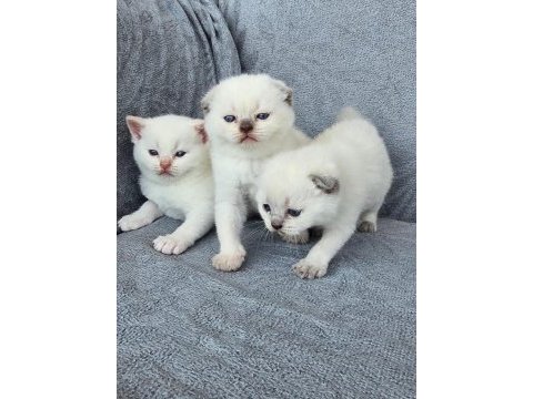 Safkan scottish fold blue point mavi gözlü erkek ve dişi