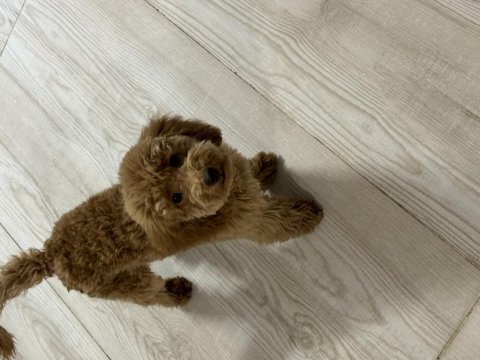 Eğitimli poodle