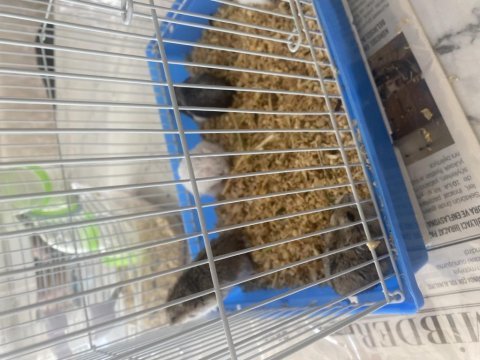Genç veya yetişkin hamsterlar