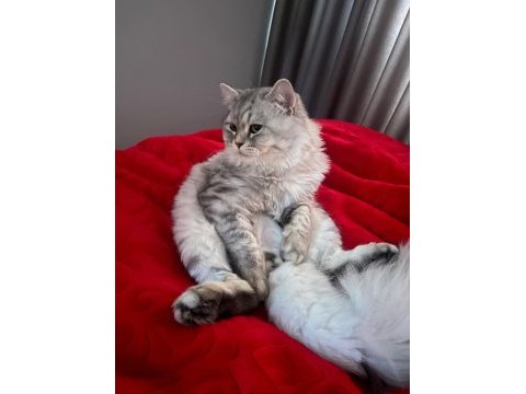 1.5 yaşında kısır british longhair