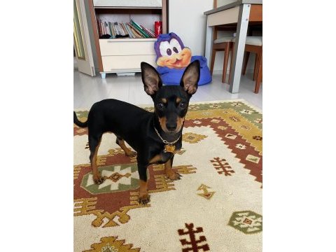 Çiftleştirmek için oğluma dişi pinscher arıyorum