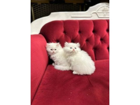 British longhair yavrularımız